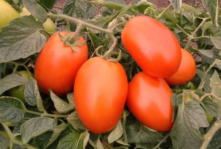 Tomate de plein champ Galilea F1