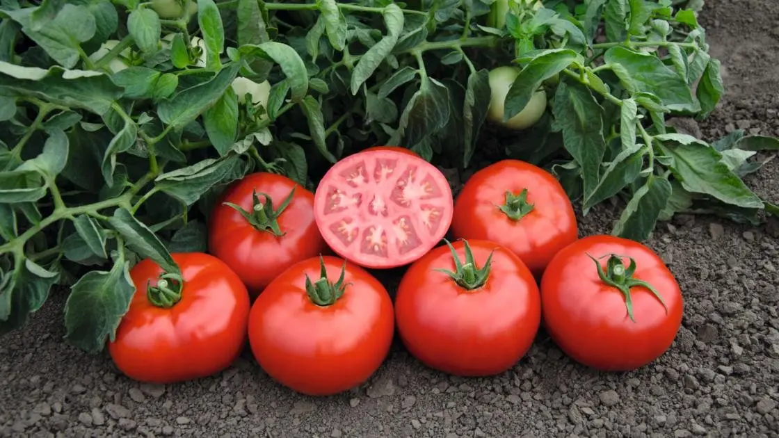 Tomate Freiland Tomsk F1