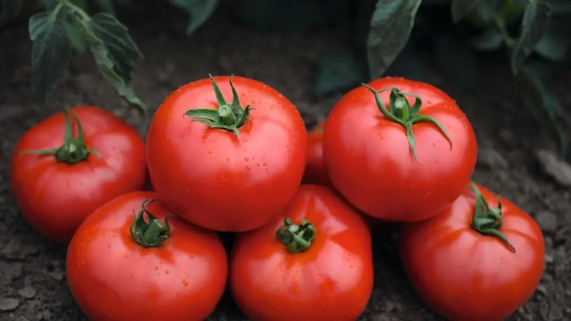 Tomate Freiland Tomsk F1 2
