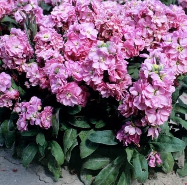 Himbeertomate Pink Bisou F1