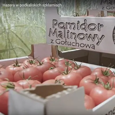 Tomate Gewächshaus Himbeere Rapanui F1