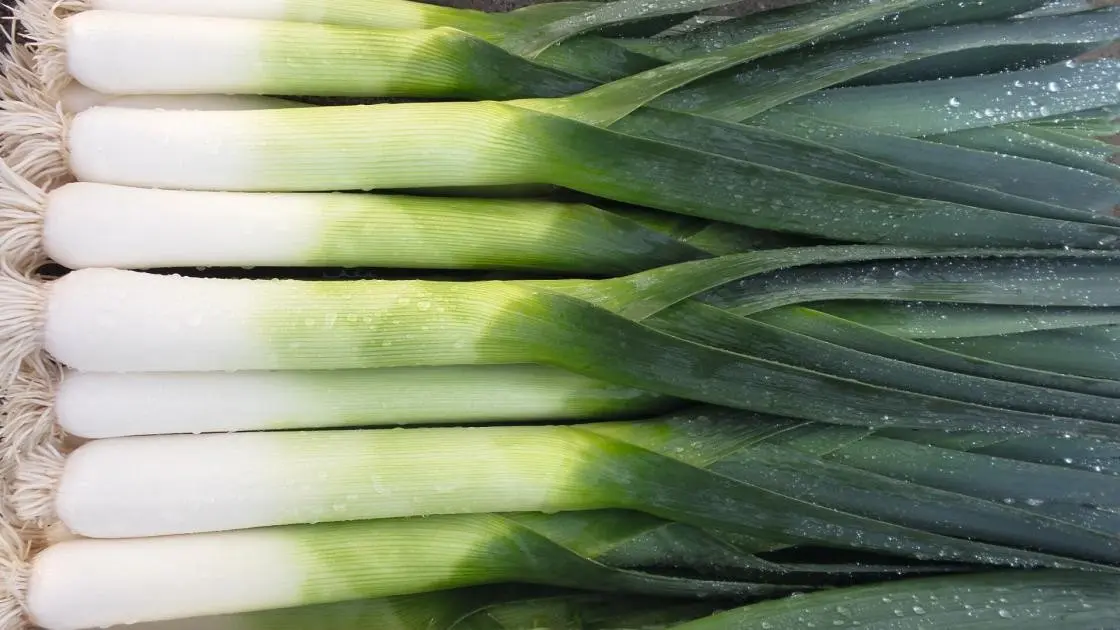 Leek Bowler Precision Pre-sprouted