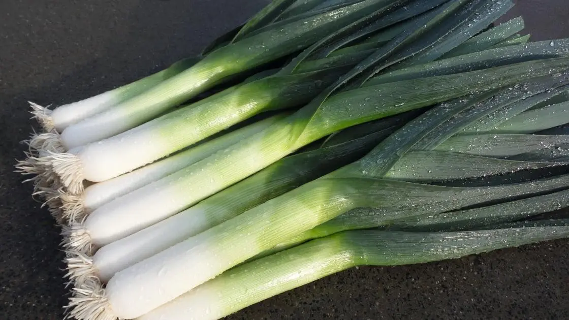 Leek Bowler Precision Pre-sprouted 2
