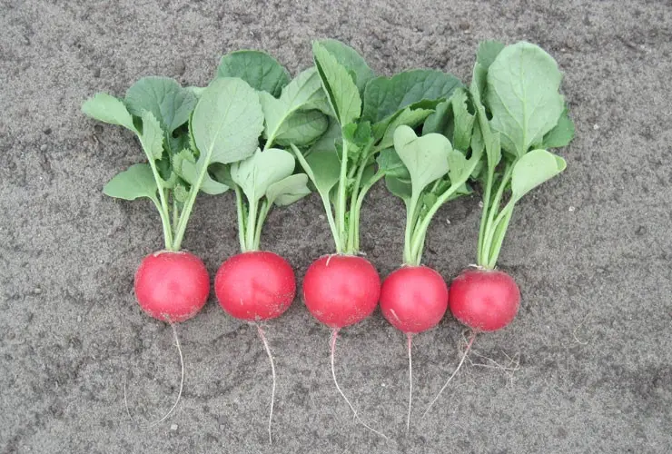 Radish Florella F1 Precision