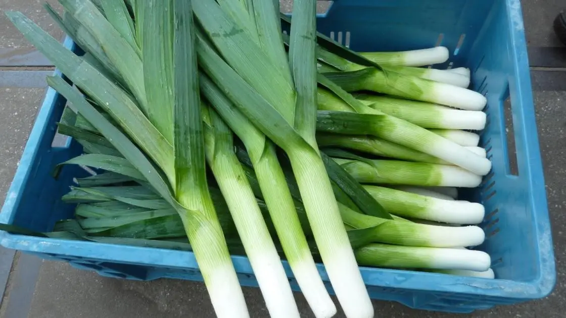 Leek Rally Precision Pre-sprouted 2