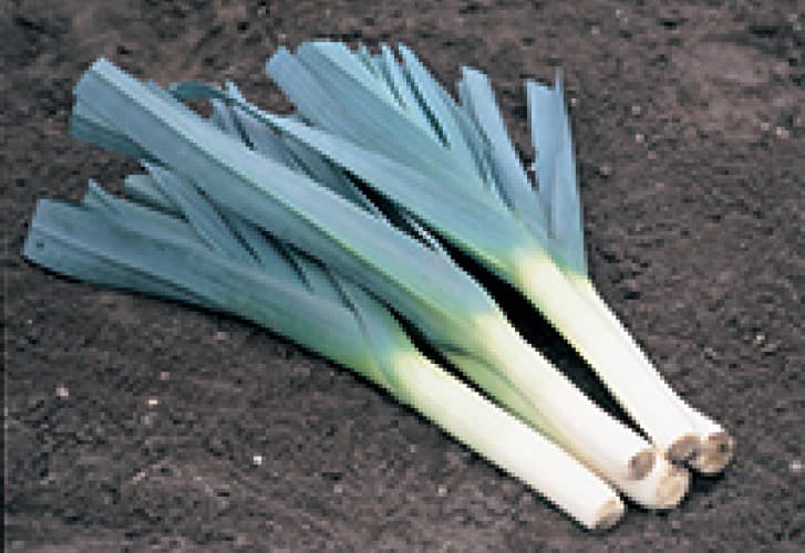 Lauch Vertina F1