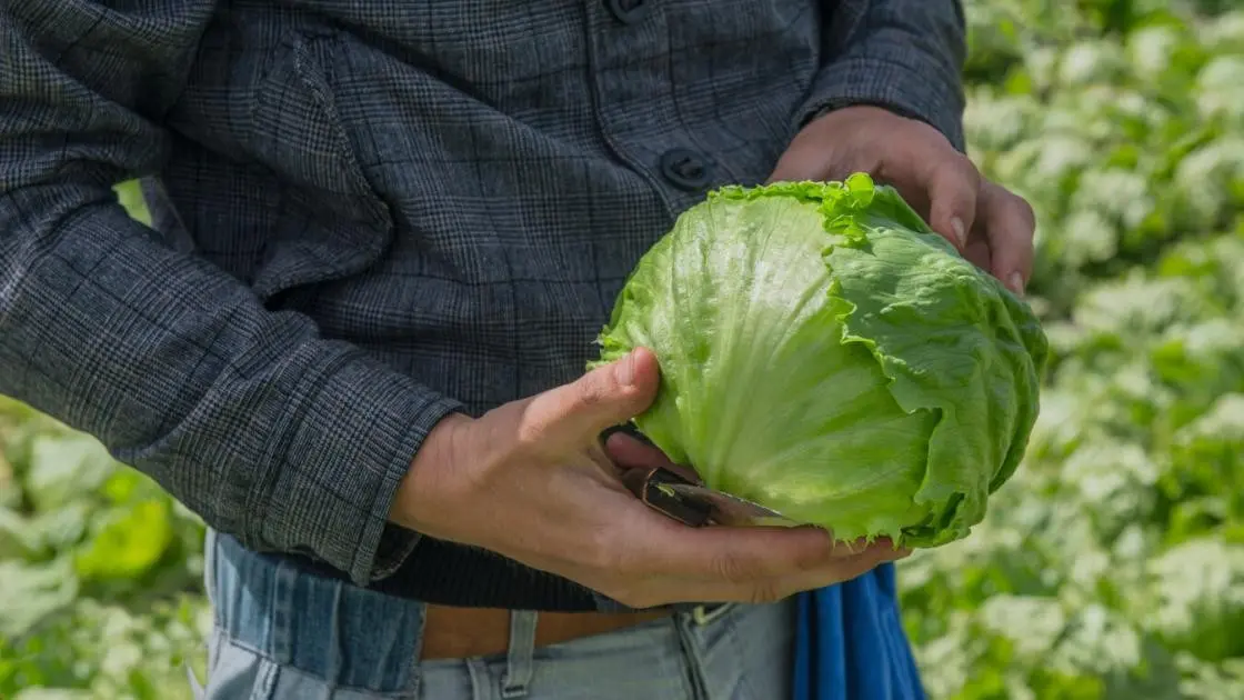 Eissalat Times Vorgekeimt Beschichtet 2