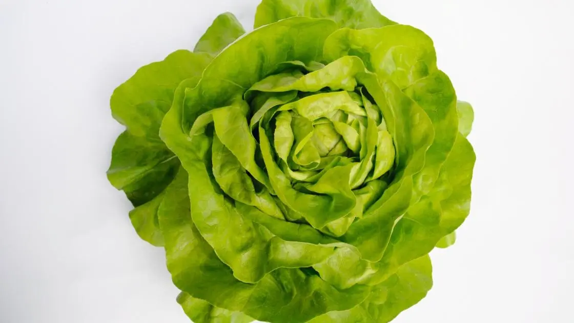 Butterkopfsalat Antedis Vorgekeimt Beschichtet