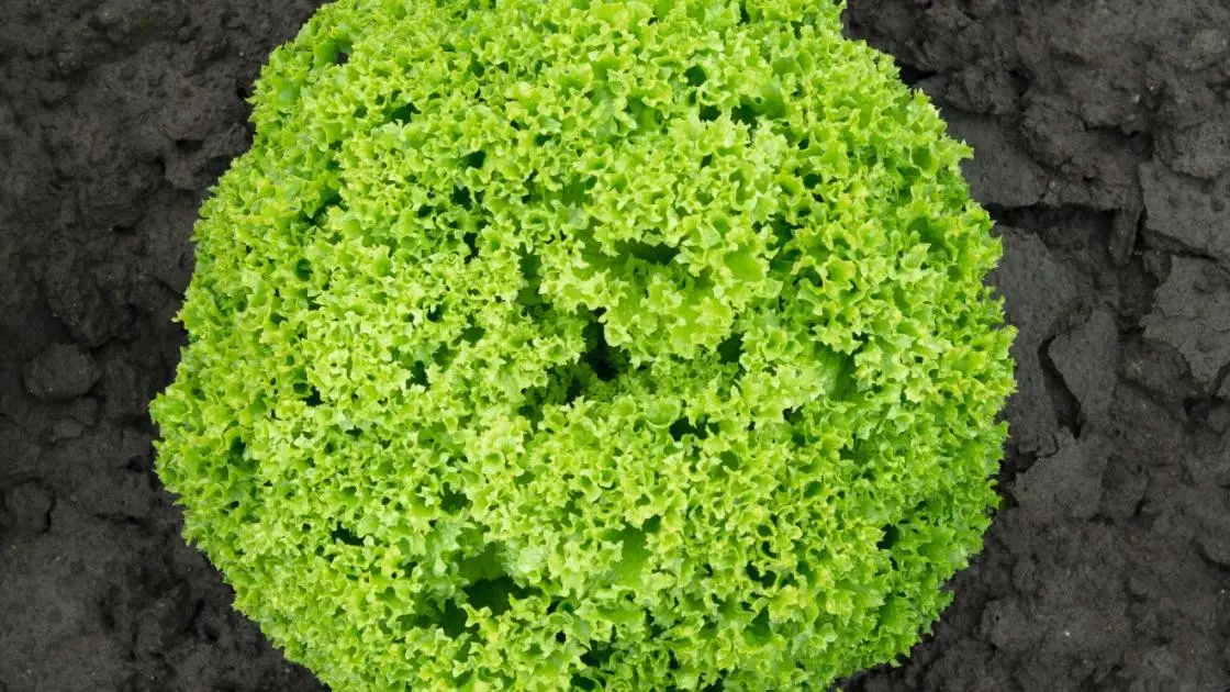 Salat Lollo Bionda Biondonna Vorgekeimt Umhüllt