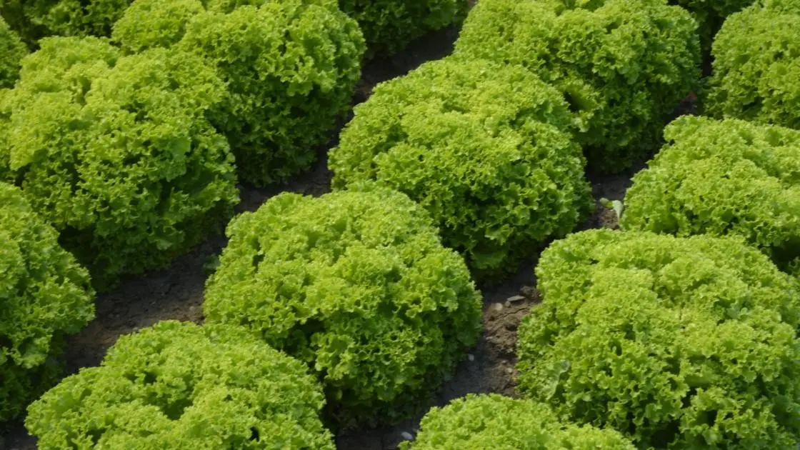 Salat Lollo Bionda Biondonna Vorgekeimt Umhüllt 2