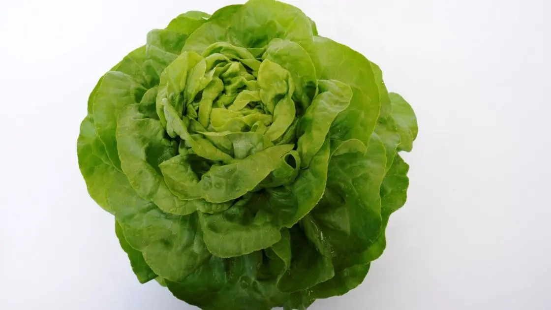 Butterkopfsalat Malis Vorkeimung Beschichtet