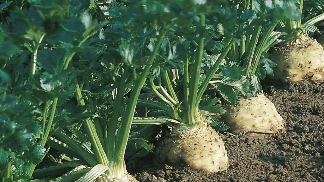 Brilliant Celeriac