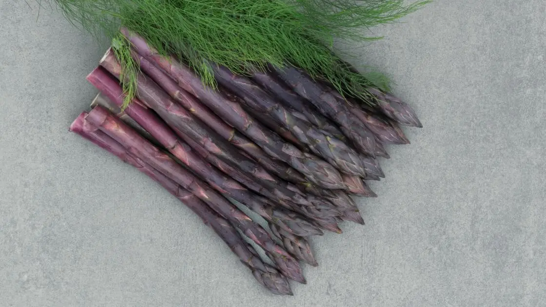 Asperge Erasmus violet 2