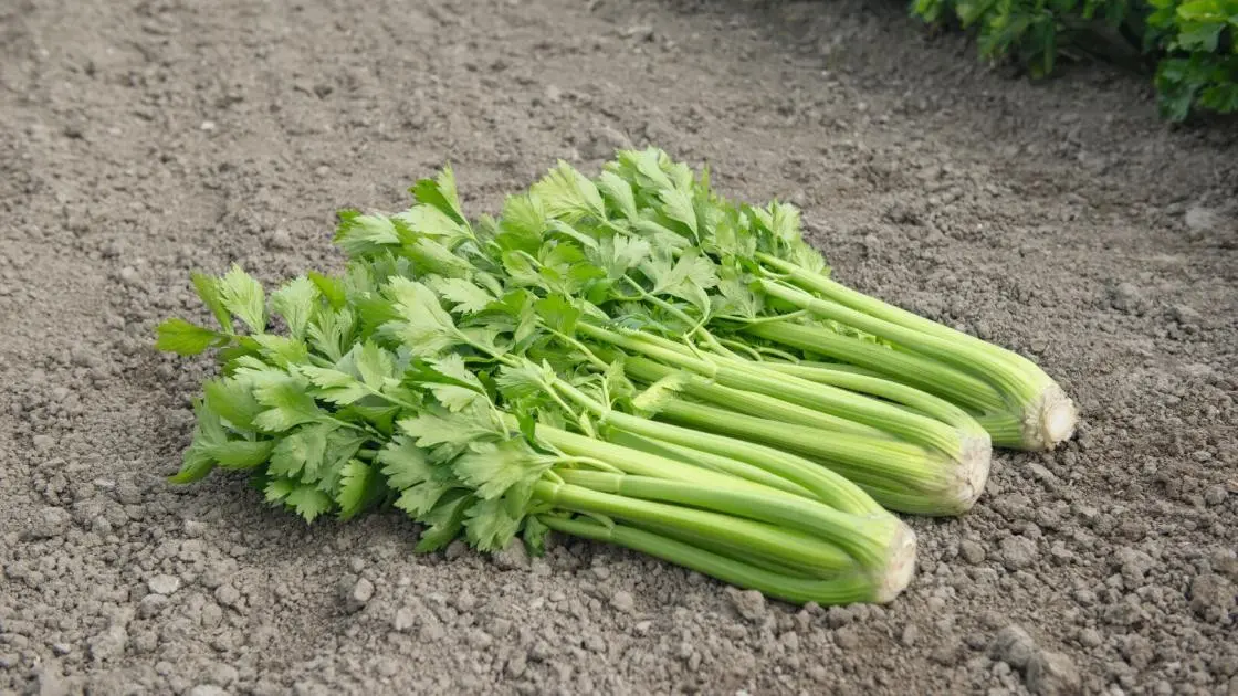 Bleekselderij Tango Voorgekeimd Gecoat