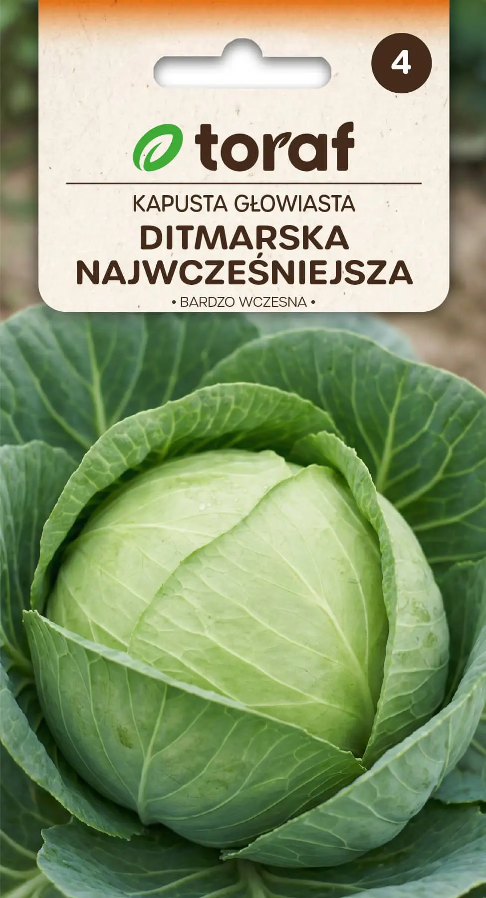 Frühester Ditmarscher Kohl