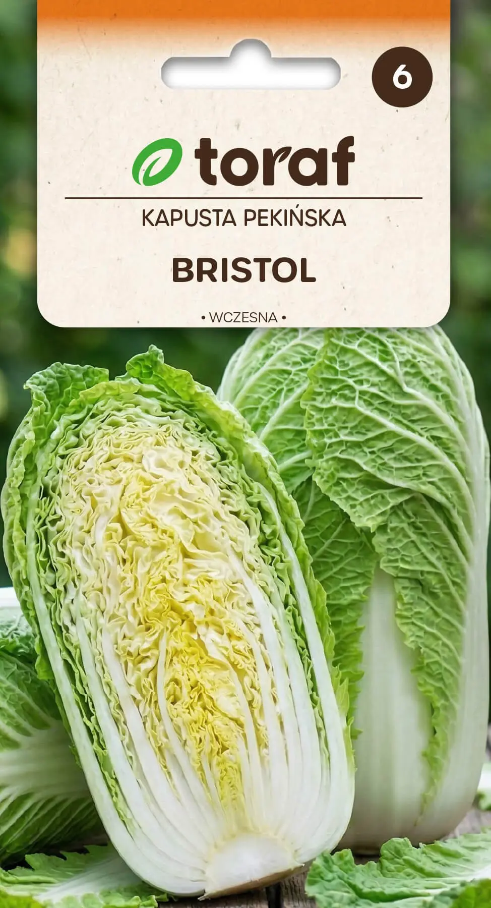 Chou de Pékin Bristol