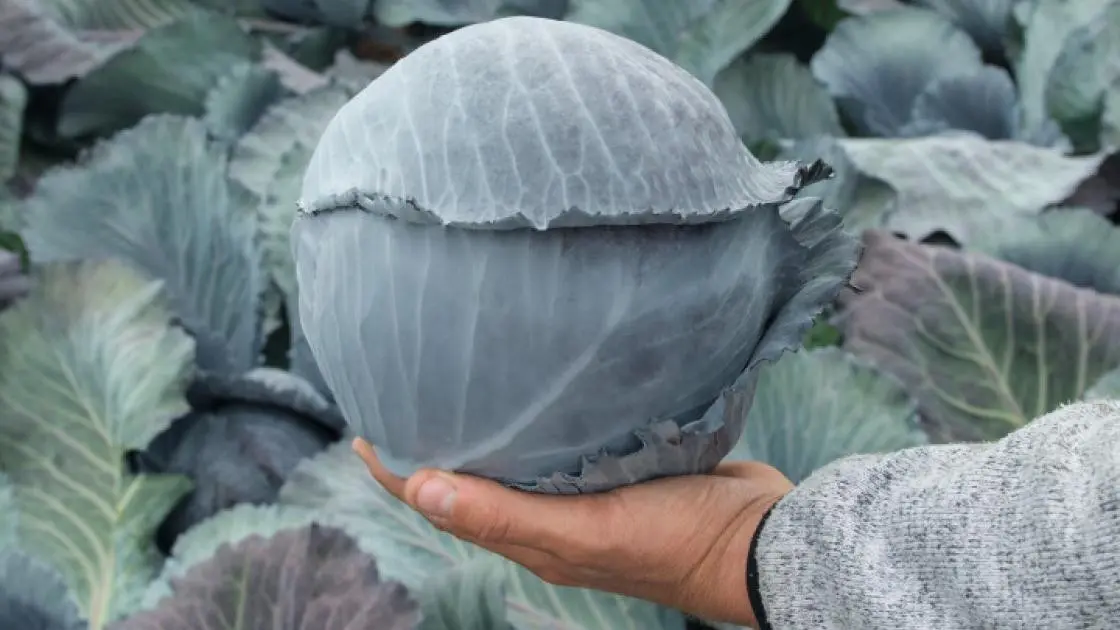Rotkohl Lodero Prec. 2