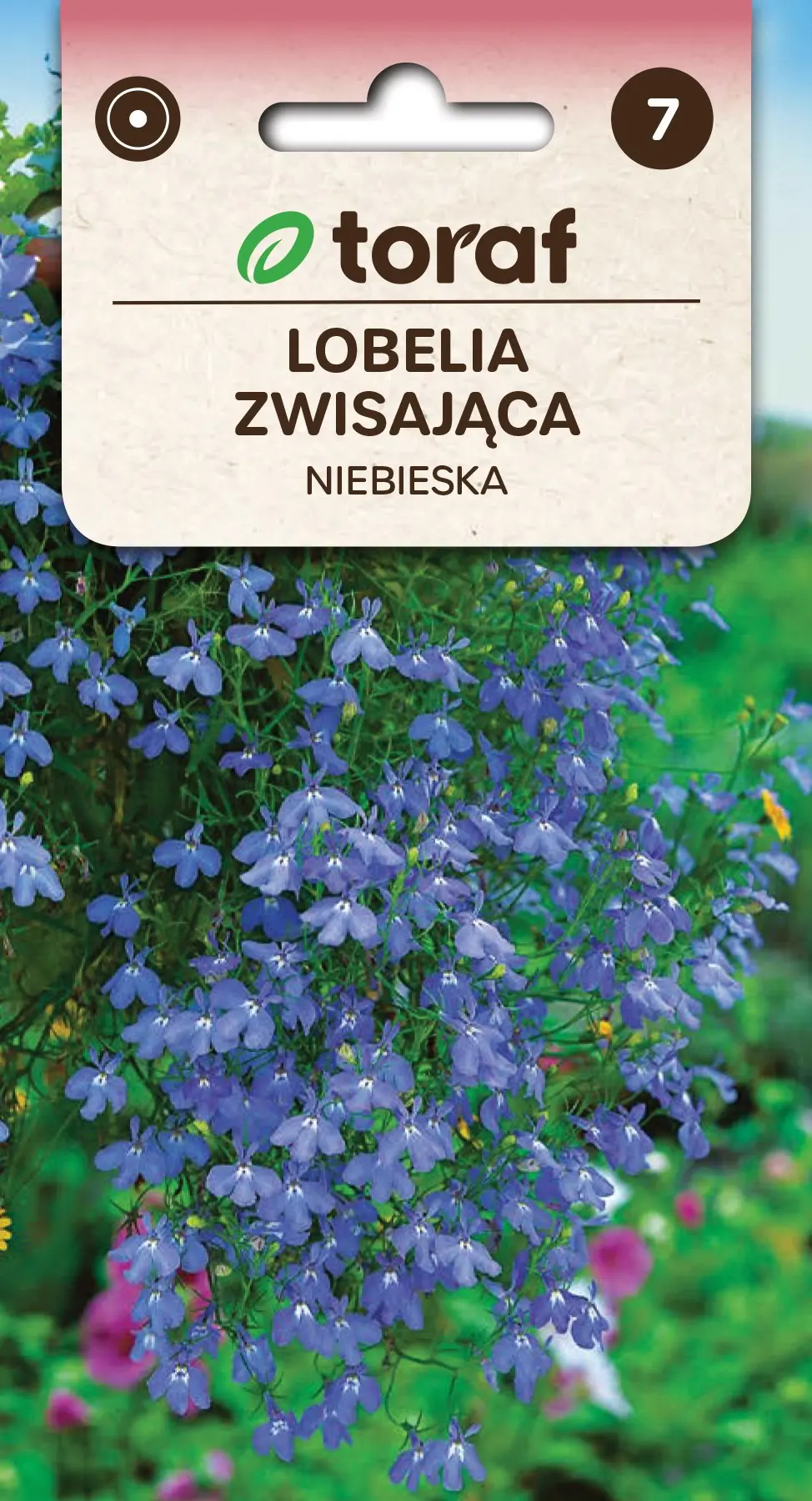 Hängende Lobelie Blau