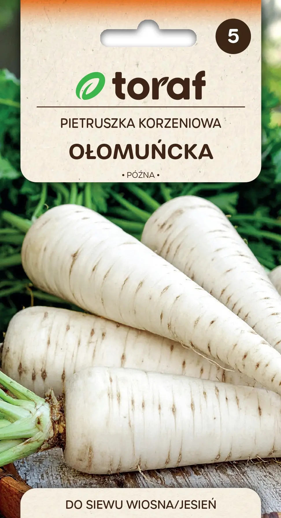 Wurzelpetersilie Ołomuńcka