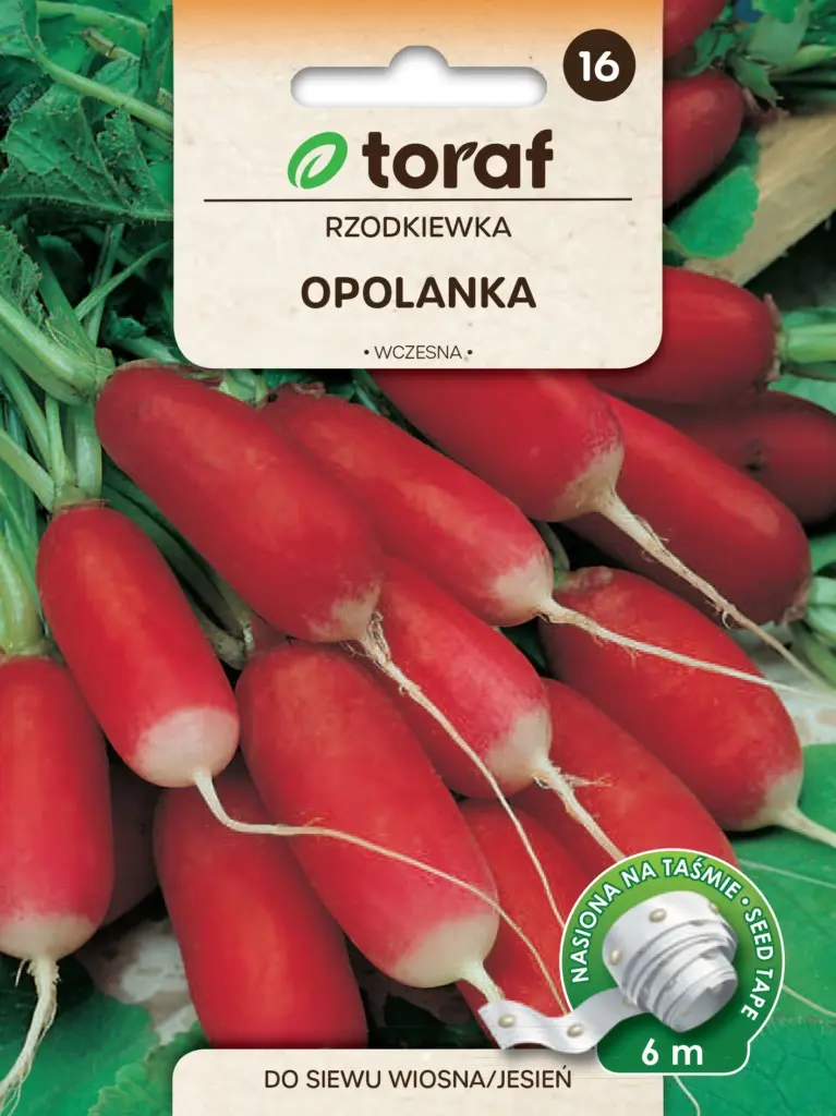 Radieschen Opolanka - Früh