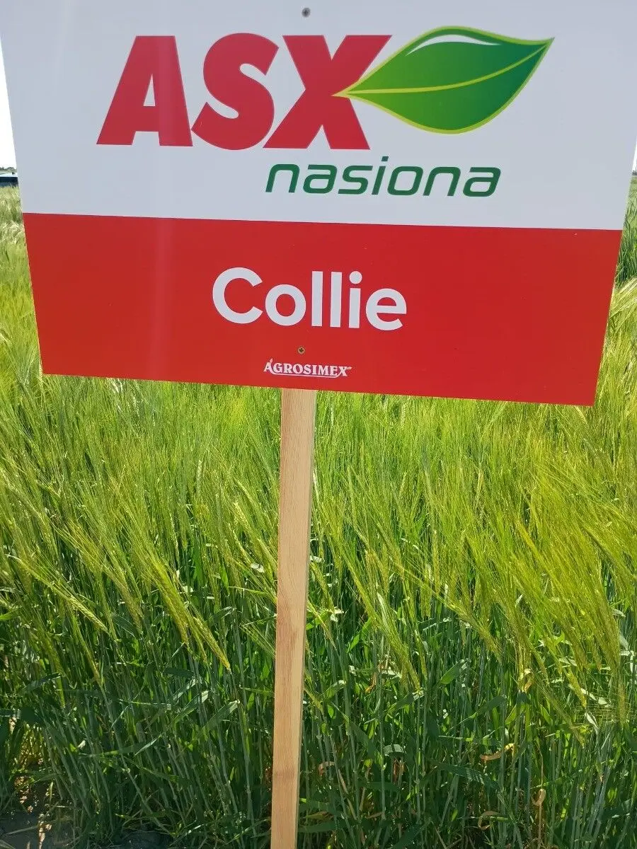 Winter barley Collie C1 2