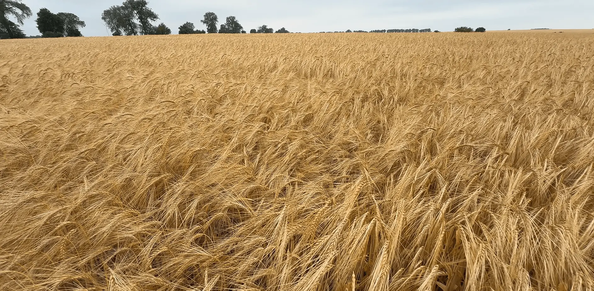 Winter barley Collie C1 3