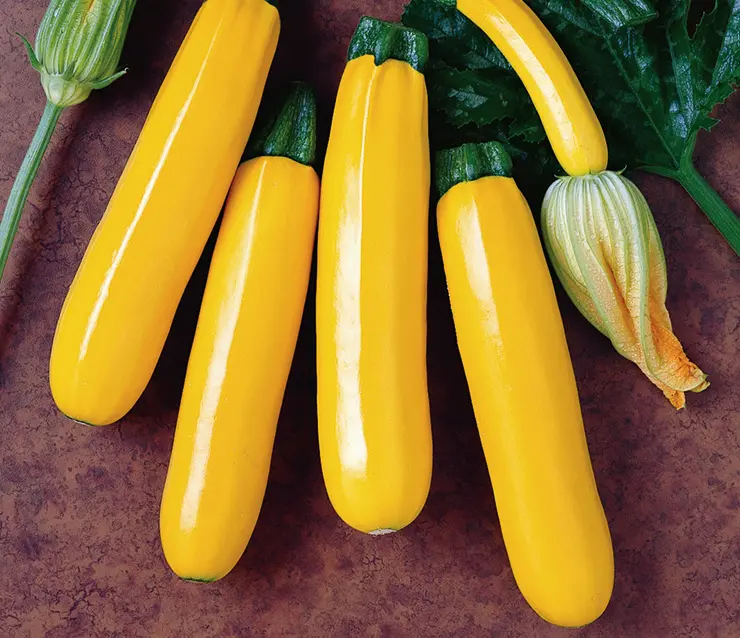 Kürbis Zucchini Gelb Orelia F1