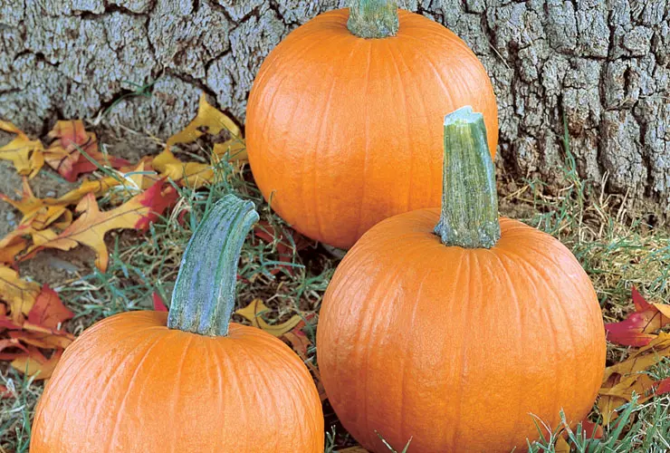 Citrouille Halloween Gomez F1