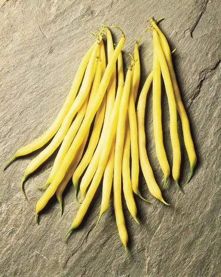 Fasola Fruidor Nas