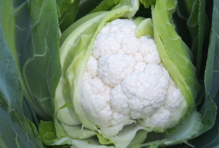 Blumenkohl Durok F1