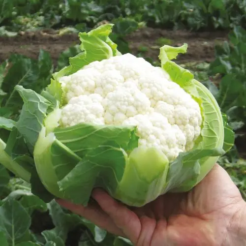 Blumenkohl Clipper F1
