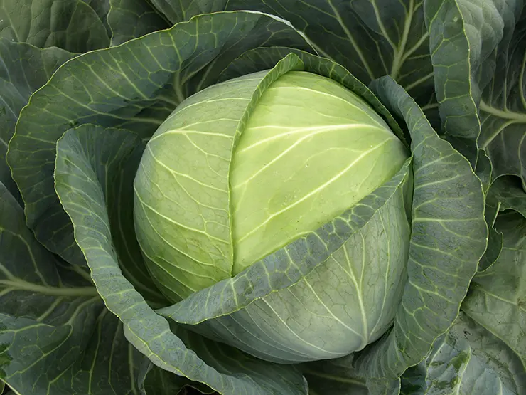 White Cabbage Brigadier F1