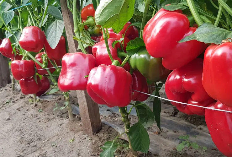 Paprika Tunnelrot Muriel F1