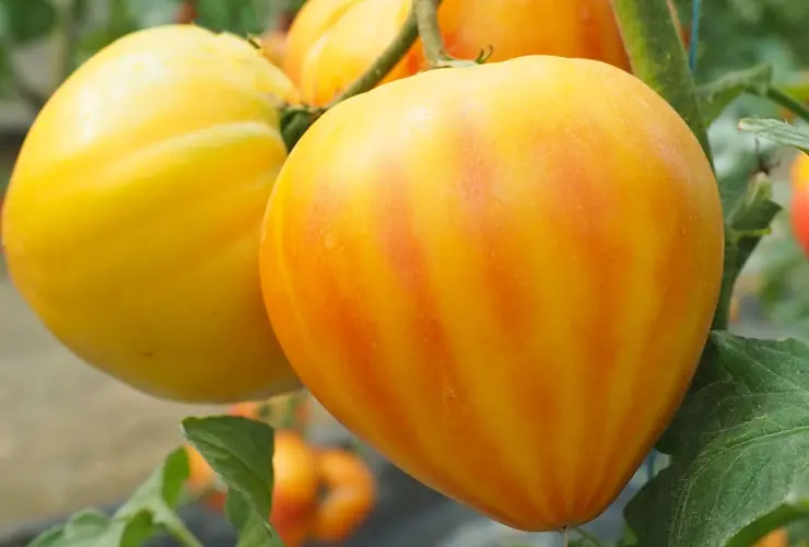 Pomidor Hmc44171 Gourmansun F1