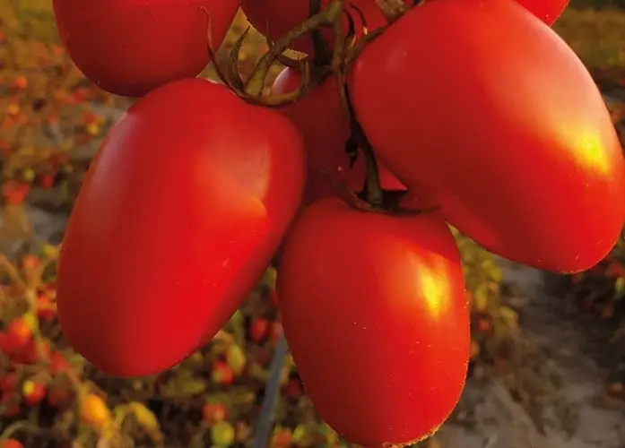 Tomate Freiland Peroro