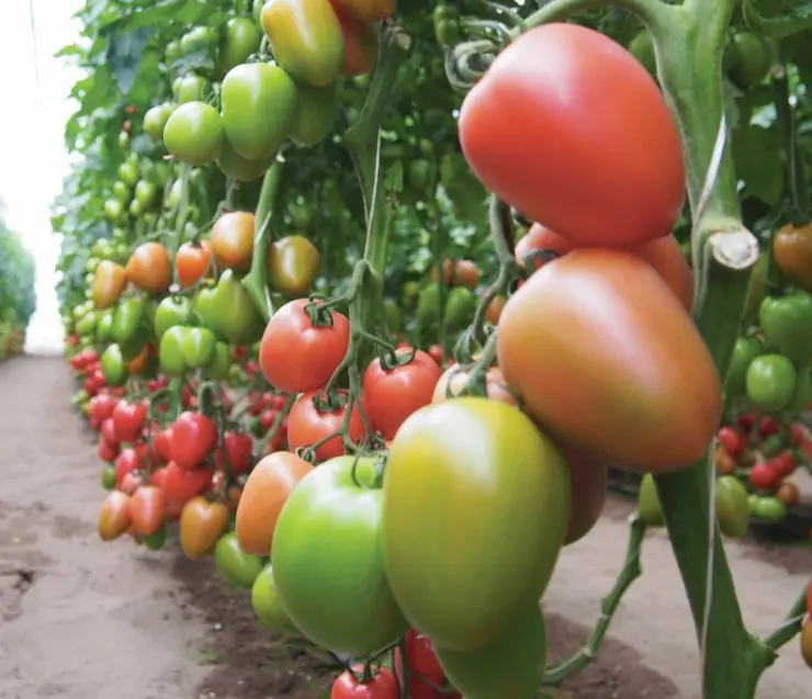 Tomate Malinowy unter Schutz Kongo Clx37898 F1