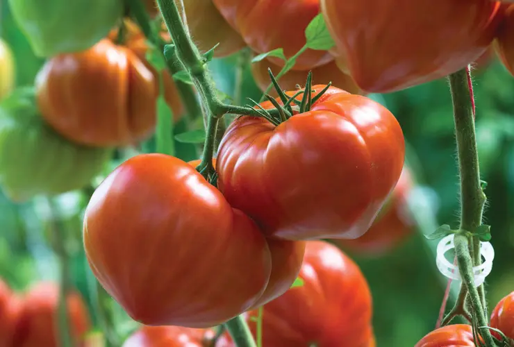 Tomato for Greenhouses "Oxheart" Gourmandia F1