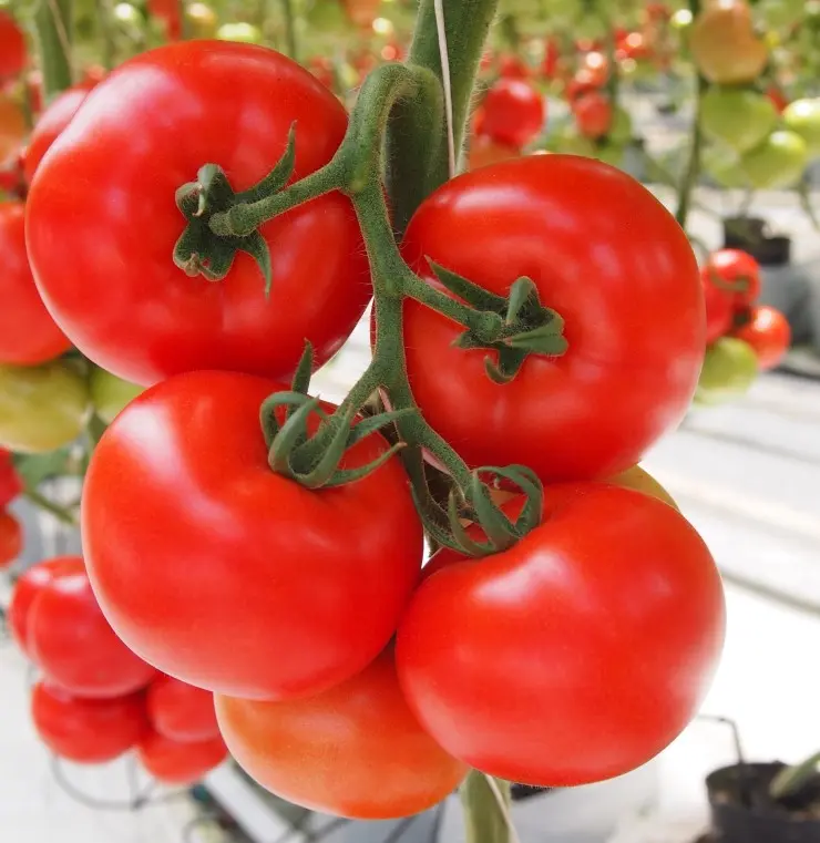 Tomate unter Schutz Rund Tamaris F1