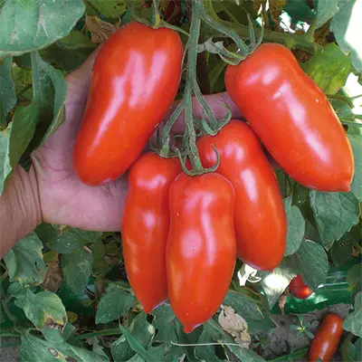 Tomate unter Schutz Verlängert Oval Giulietta F1