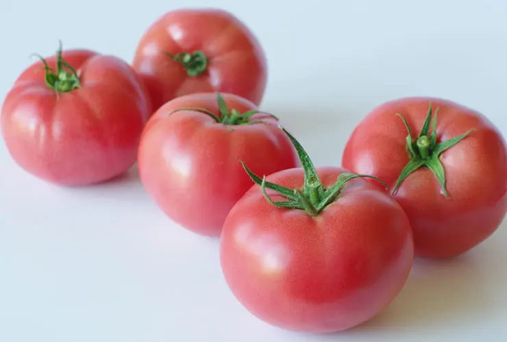 Tomate Tunnel Loara Hmx44235 Himbeerfarben