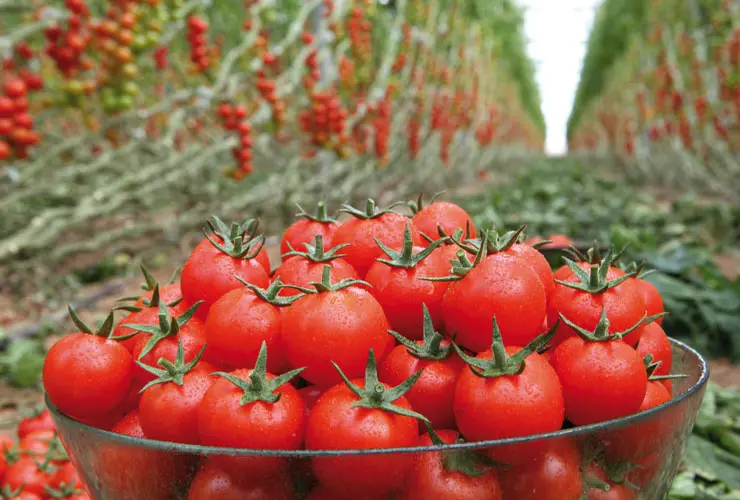Tomate sous Serres Cherry Genio F1