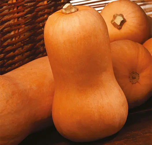Sibelle F1 Butternut Squash