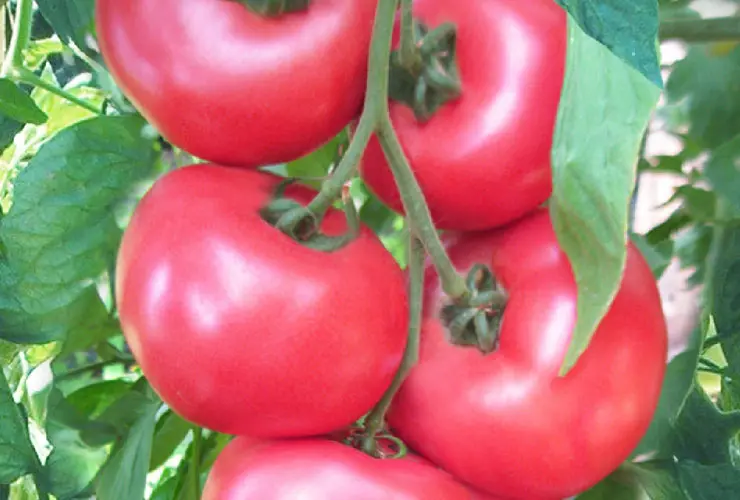 Tomate Himbeer unter Schutz Honey Moon F1