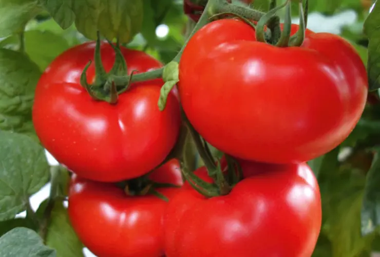 Tomate unter Schutz Rund Celesteen F1