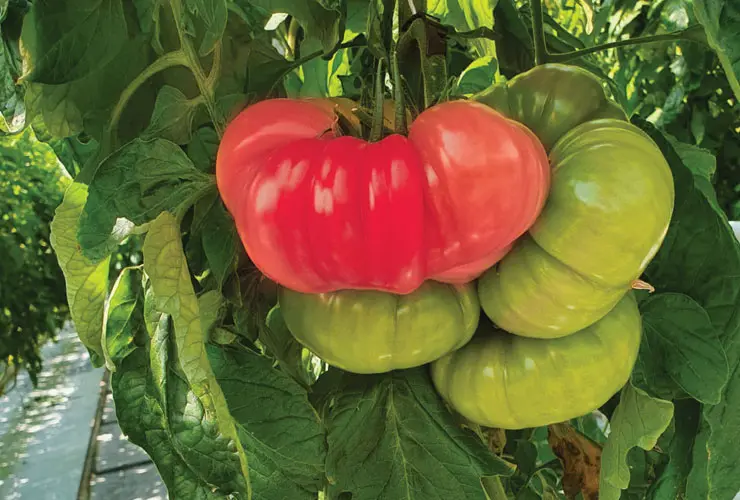 Tomate Gewächshaus Buffalopink Hmx44169 Himbeerfarben