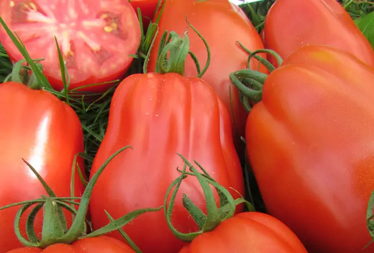 Tomate Tunel Cabosse F1