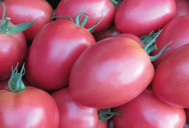 Tomato Tunnel Raspberry Yangtze F1 V440