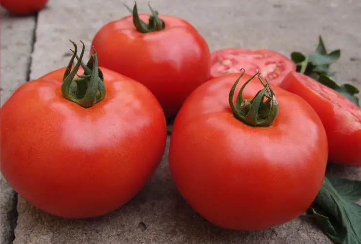 Tunnel Tomato Zadurella F1