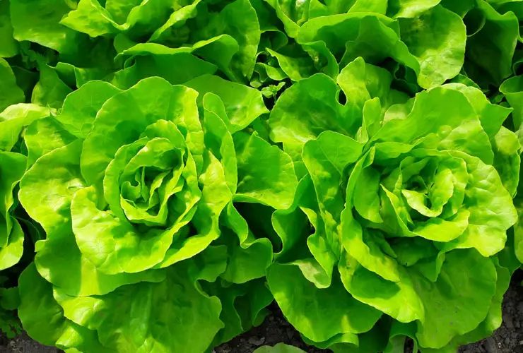 Salat Butterkopf Kordula Präzise
