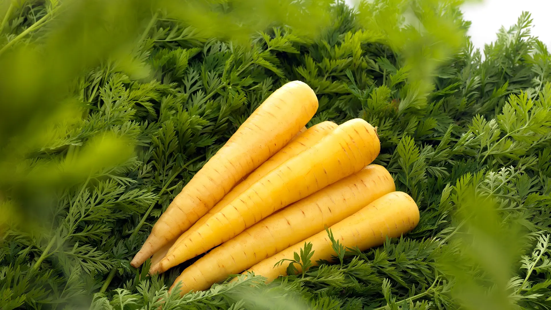Möhre Yellowbunch F1